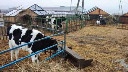 Директор агропредприятия «повесил» на бригадира 8600 рублей за падёж трёх коров, но платить придётся самому. Почему так?