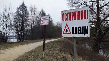 В Могилёве медики зафиксировали первый укус клеща в 2025 году. Так рано?