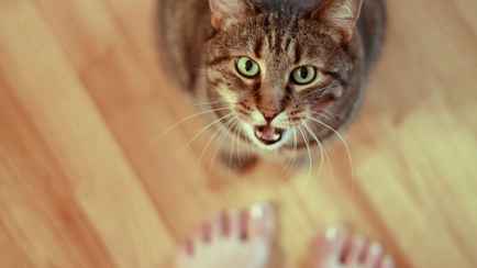 Почему ваш кот постоянно голодный? Зоопсихолог назвала 5 тревожных причин