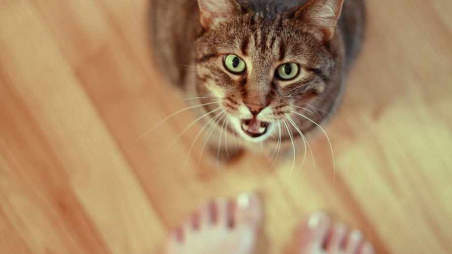 Почему ваш кот постоянно голодный? Зоопсихолог назвала 5 тревожных причин