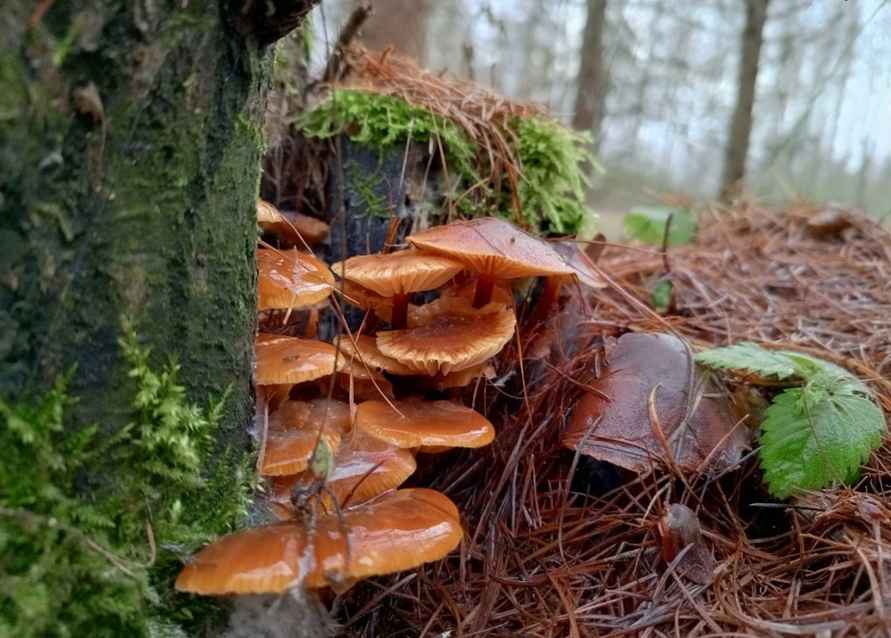 «Что-то братья-месяцы мутят» - Белорусы показали «букеты» грибов, собранных в первый день 2025 года