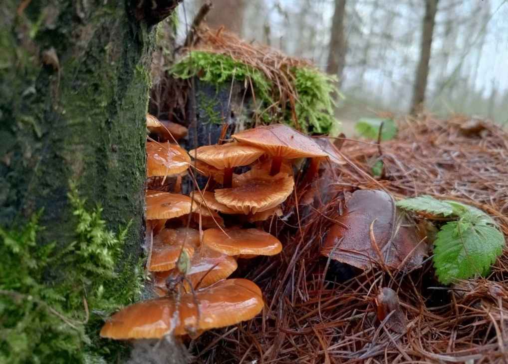 «Что-то братья-месяцы мутят» - Белорусы показали «букеты» грибов, собранных в первый день 2025 года