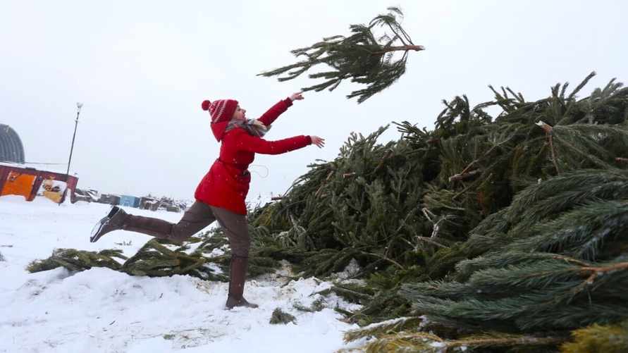 ЖКХ Минска предложило белорусам сдать новогодние ёлки на переработку. Куда нести?