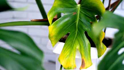 Листья монстеры желтеют и гниют? Вот что нужно сделать как можно скорее, чтобы не загубить всё растение