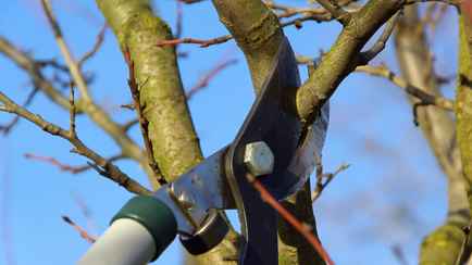 Успейте обрезать эти 3 плодовых дерева в январе и феврале. Опытные садоводы рассказали, от чего это спасет в сезон