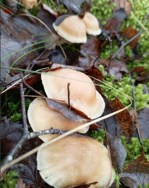 «Что-то братья-месяцы мутят» - Белорусы показали «букеты» грибов, собранных в первый день 2025 года
