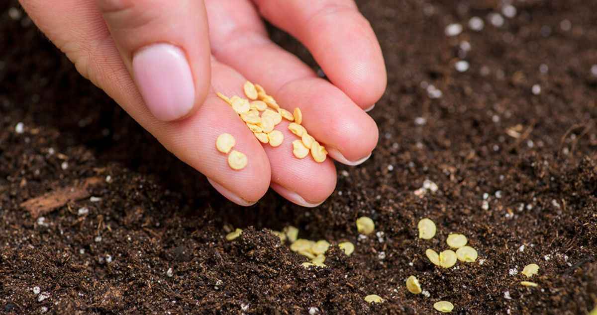 Что не забыть посадить на рассаду белорусам в феврале? Составили список из овощей и зелени