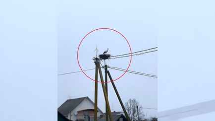 «На выборы прилетели» — На Браславщине заметили первых аистов