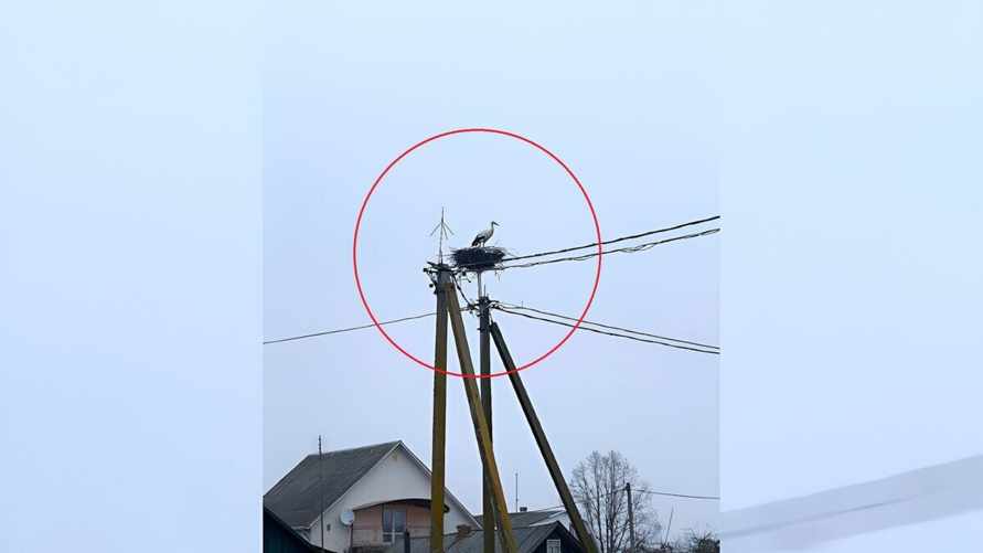 "На выборы прилетели" — На Браславщине заметили первых аистов