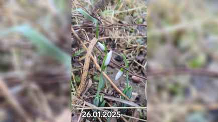 «Сбой матрицы» — В TikTok показали зацветшие в январе подснежники на Гродненщине. Но зрители заметили не только их