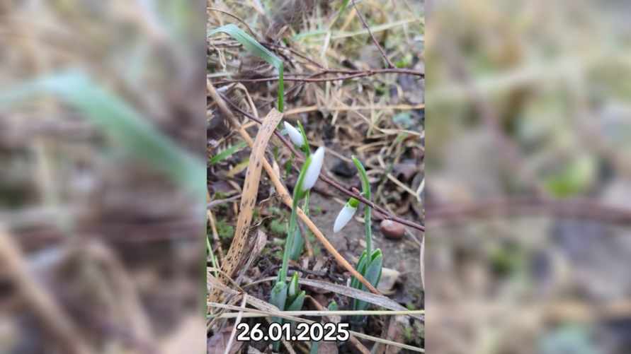 «Сбой матрицы» - В TikTok показали зацветшие в январе подснежники на Гродненщине. Но зрители заметили не только их