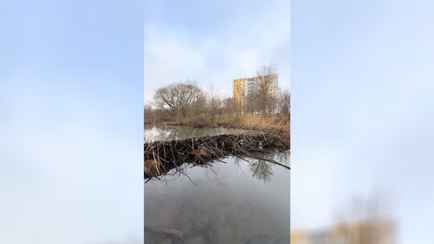 «Там, где не ступала нога коммунальщика» — Минчанин показал бобровую плотину в городе