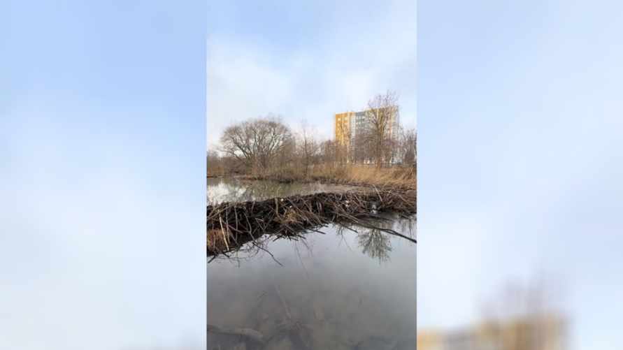 «Там, где не ступала нога коммунальщика» - Минчанин показал бобровую плотину в городе