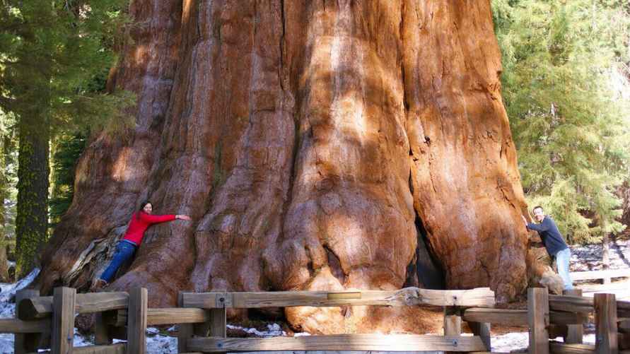Самое толстое дерево - секвойя "Генерал Шерман"