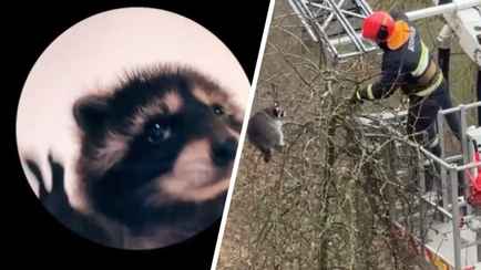 «Давно они в Беларуси завелись?» — В МЧС показали, как уговаривали мемного енота сняться для них в TikTok