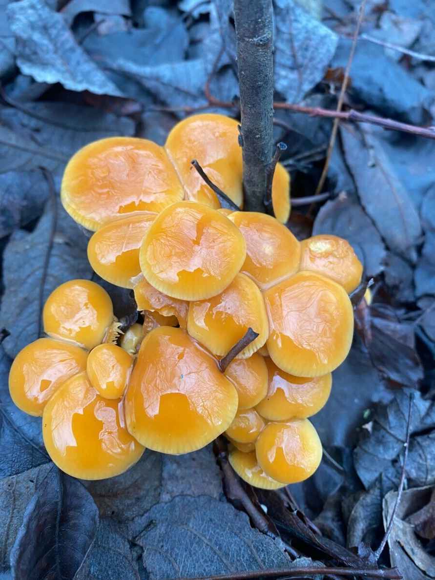 «Что-то братья-месяцы мутят» - Белорусы показали «букеты» грибов, собранных в первый день 2025 года