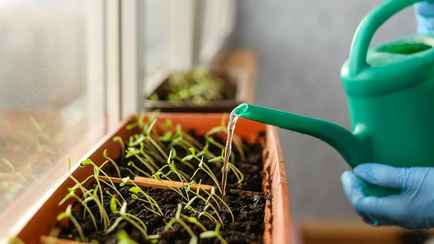 Эта подкормка прорастит семена «щеткой». Биолог рассказал, как приготовить из 3 ингредиентов