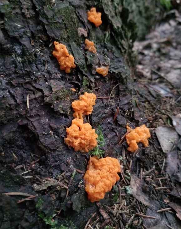 «Что-то братья-месяцы мутят» - Белорусы показали «букеты» грибов, собранных в первый день 2025 года