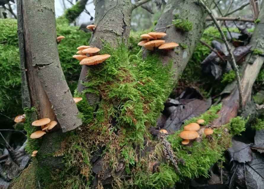 «Что-то братья-месяцы мутят» - Белорусы показали «букеты» грибов, собранных в первый день 2025 года
