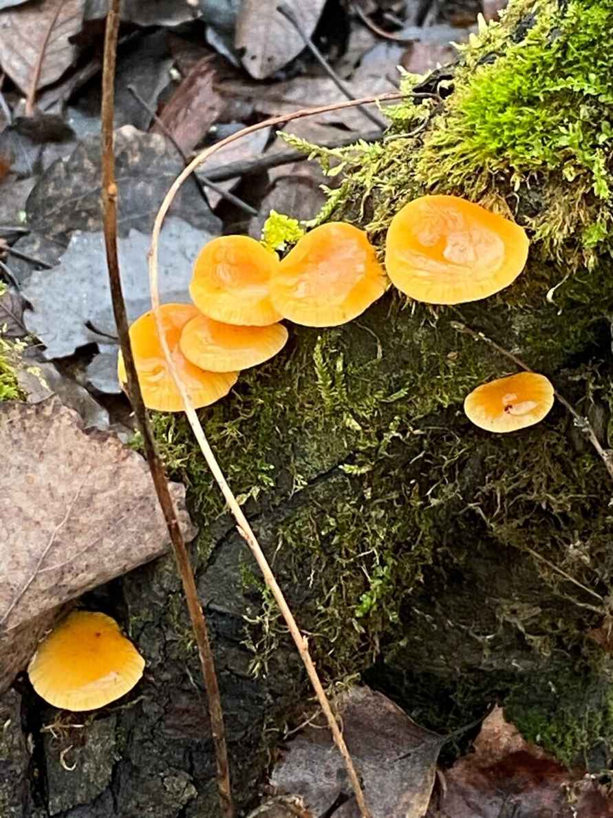 «Что-то братья-месяцы мутят» - Белорусы показали «букеты» грибов, собранных в первый день 2025 года