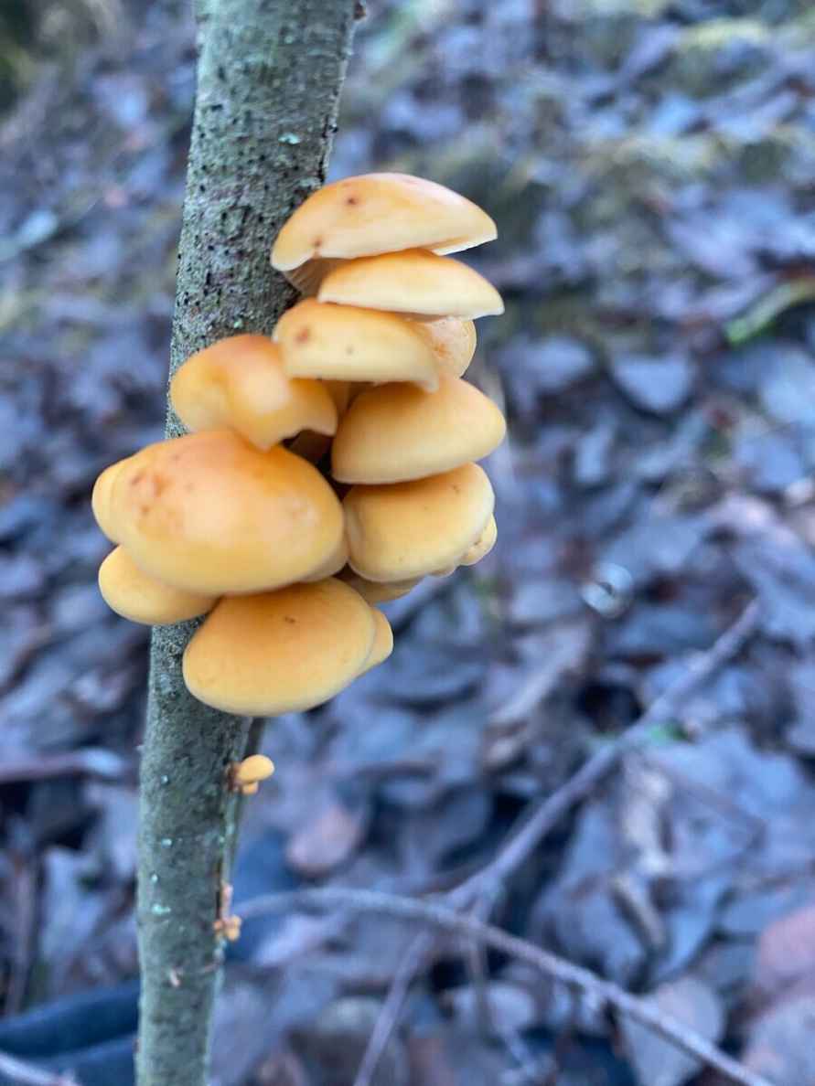 «Что-то братья-месяцы мутят» - Белорусы показали «букеты» грибов, собранных в первый день 2025 года