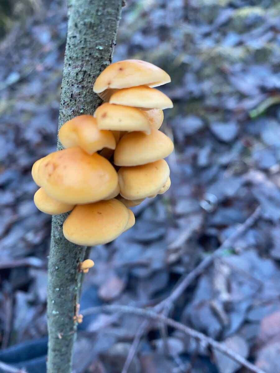 «Что-то братья-месяцы мутят» - Белорусы показали «букеты» грибов, собранных в первый день 2025 года