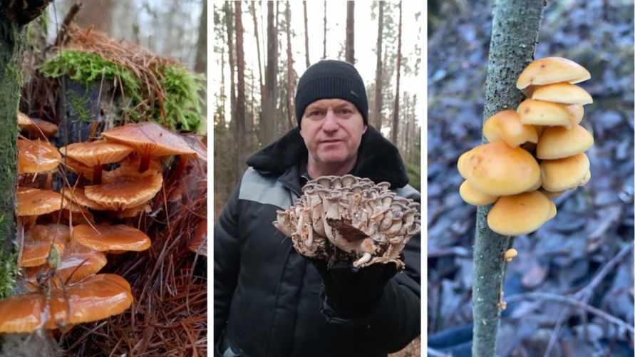 «Что-то братья-месяцы мутят» - Белорусы показали «букеты» грибов, собранных в первый день 2025 года
