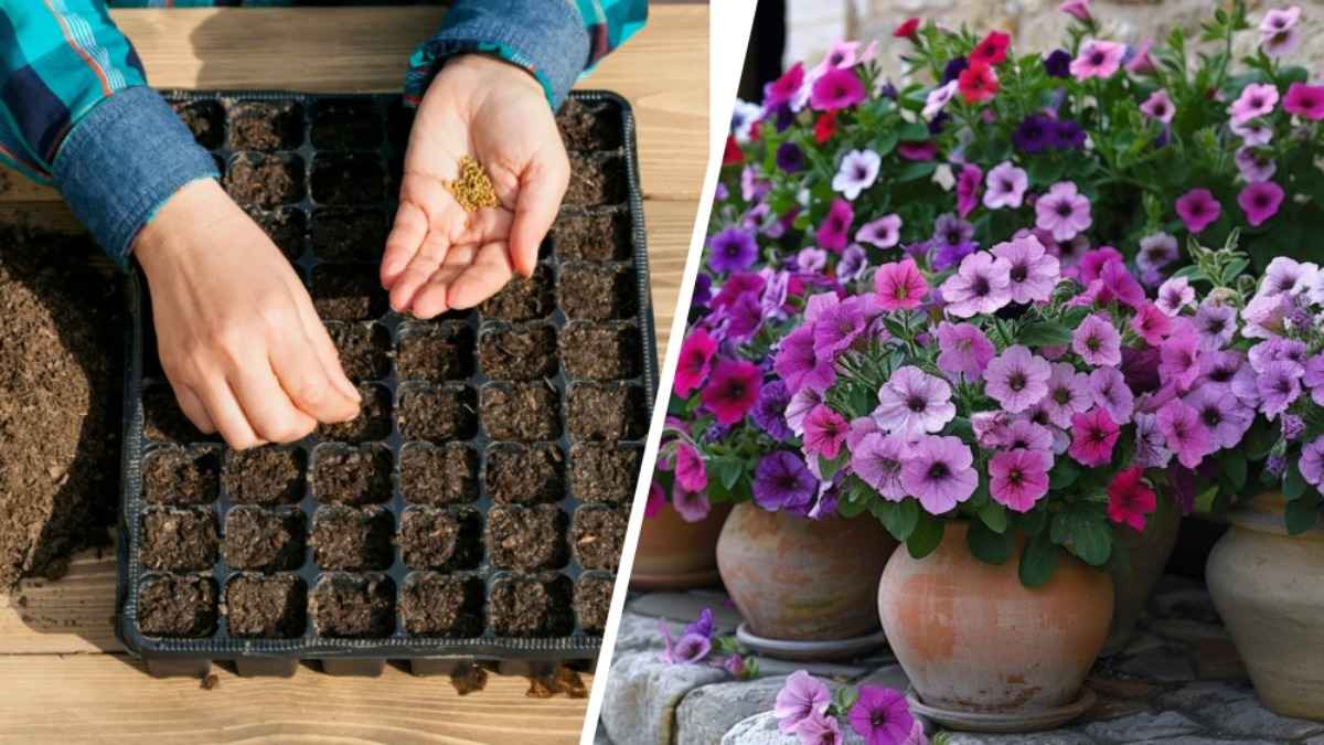 Какие цветы нужно успеть посадить белорусам в январе? Эти 10 видов порадуют невероятным цветением в новом сезоне