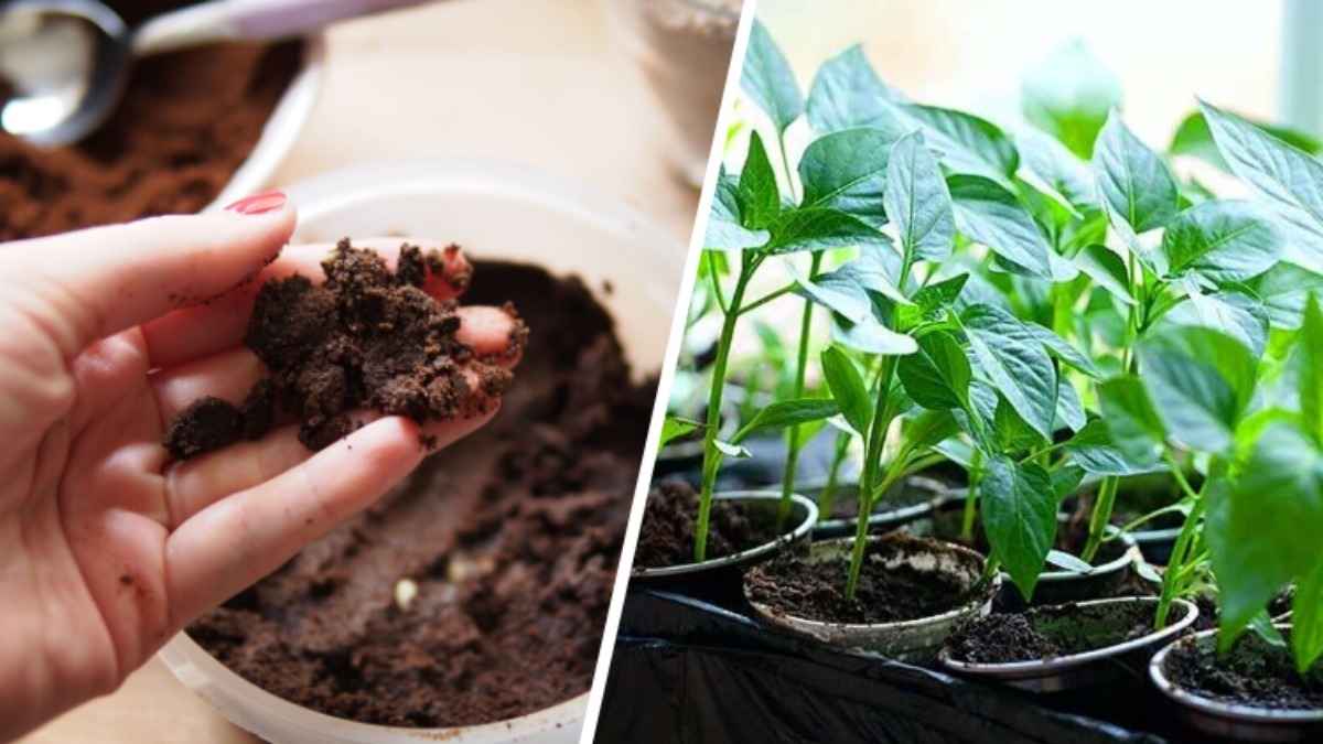 Эта добавка в грунт спасёт рассаду от перелива. Садовод показал, что делать при появлении плесени
