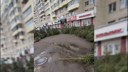 «Столько деревьев потом валяется» — В Минске заметили брошенные нераспроданные ёлки. В TikTok предложили запретить срубать