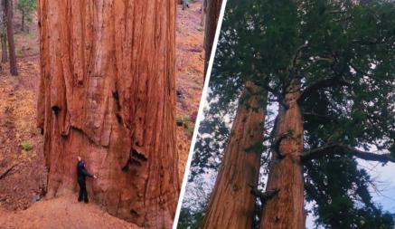 @adriandelira @Alma #sequoia #sequoianationalpark #fyp #foryoupage #fypシ #hiking