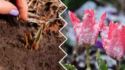 Что делать с проросшими зимой тюльпанами? Садоводы рассказали, как спасти от заморозков