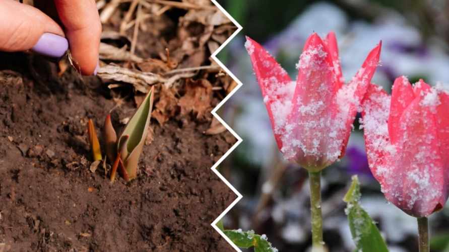 Что делать с проросшими зимой тюльпанами? Садоводы рассказали, как спасти от заморозков