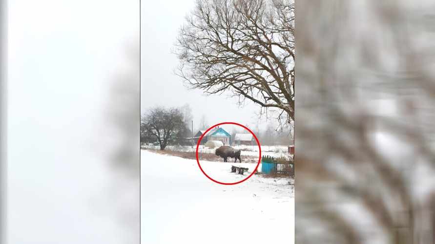"Колядовать" или "искать жену"? — В белорусскую деревню пришли зубры