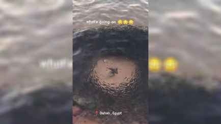 В TikTok показали рыбу, которая «держит район в страхе». Что за вид?