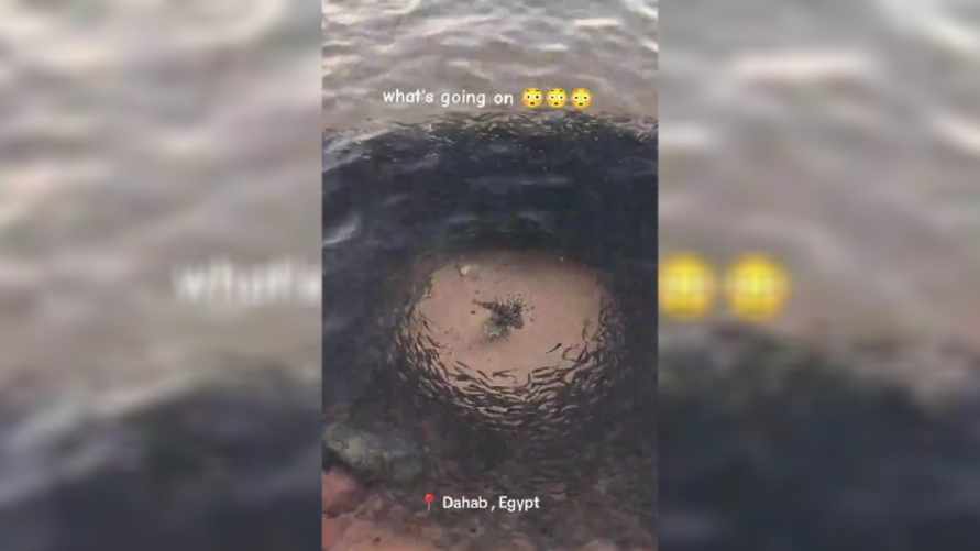 В TikTok показали рыбу, которая "держит район в страхе". Что за вид?