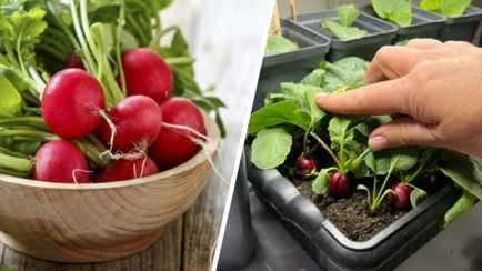 Как вырастить редис на подоконнике? Этот простой метод от садоводов даст урожай через 23 дня