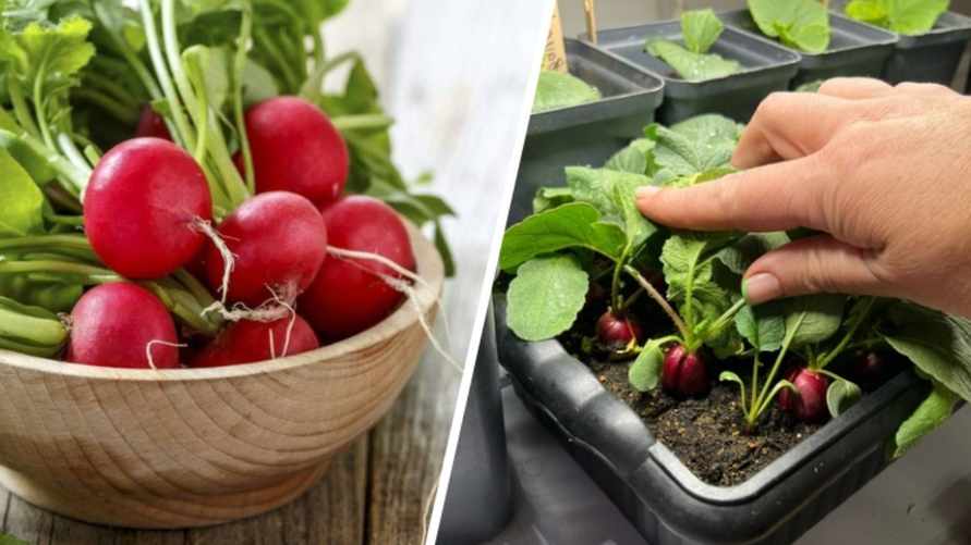 Как вырастить редис на подоконнике? Этот простой метод от садоводов даст урожай через 23 дня