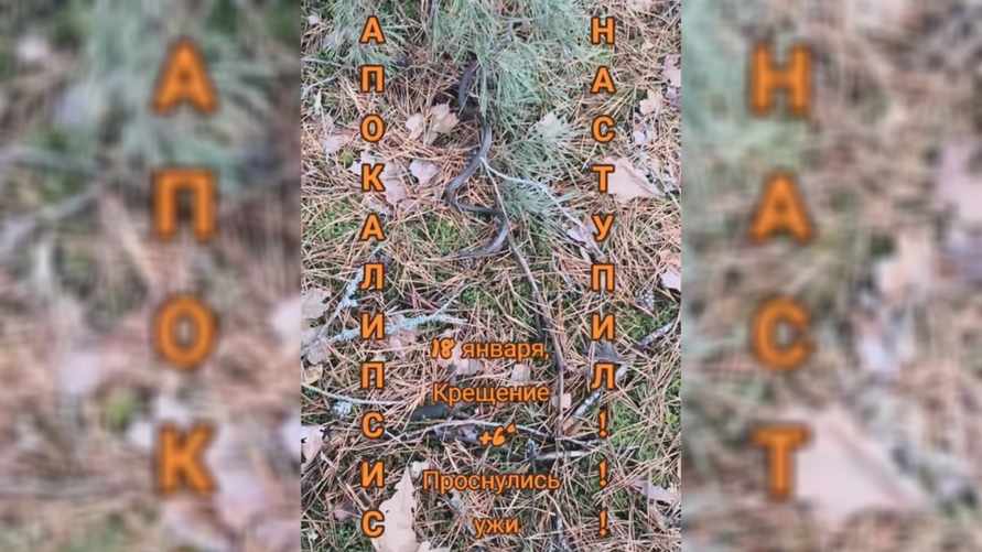 «Страх берёт» — В TikTok показали «апокалипсис» в белорусских лесах