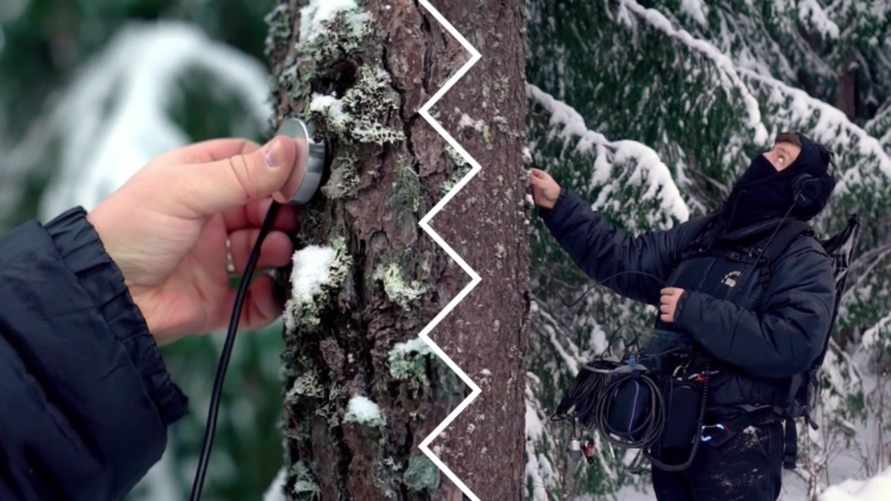 "Это что-то магическое" - В TikTok показали как звучат деревья внутри