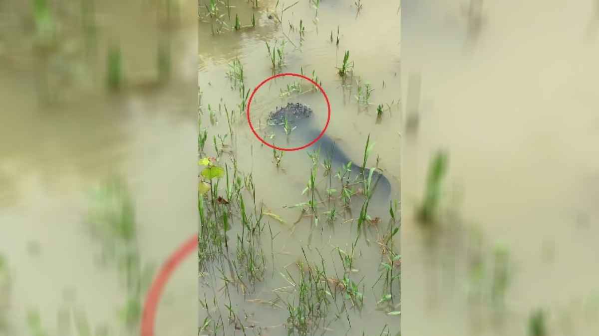 В TikTok показали рыбу с эффектом "венома". Это как?