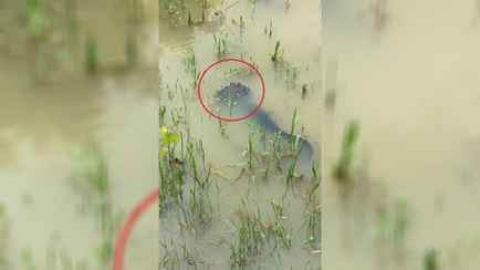 В TikTok показали рыбу с эффектом «венома». Это как?