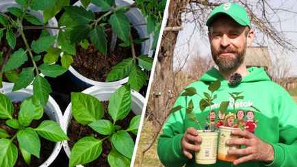 Эти отходы с кухни сделают рассаду крепкой и урожайной. Садоводы рассказали, как использовать для помидоров и перцев