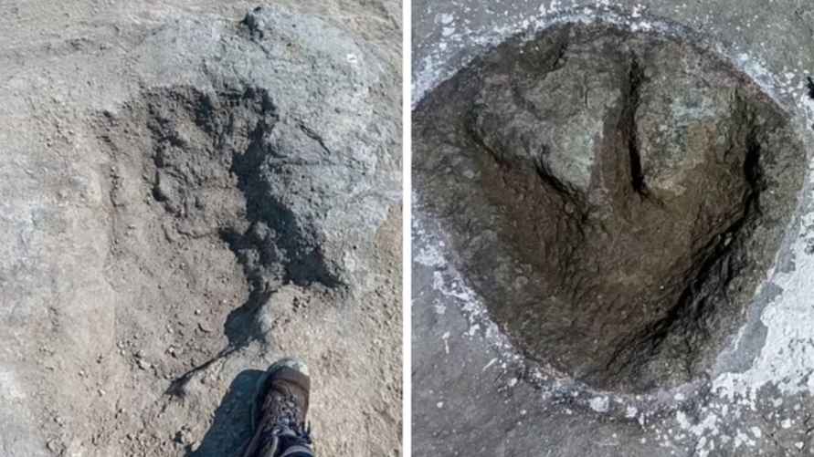 След завропода (слева) и мегалозавра. Фото: DailyMail