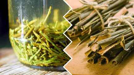 Полейте рассаду настоем из этого дерева — и она вырастет крепкой. В TikTok показали, как сделать бесплатный «Корневин»