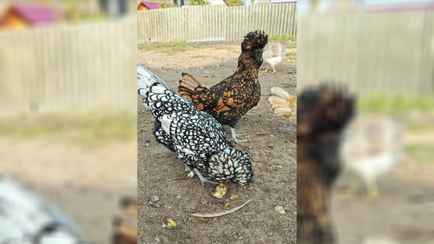 «Мне и яиц не надо» — Видео с 3 курицами покорило белорусов. Что за порода и сколько стоит?