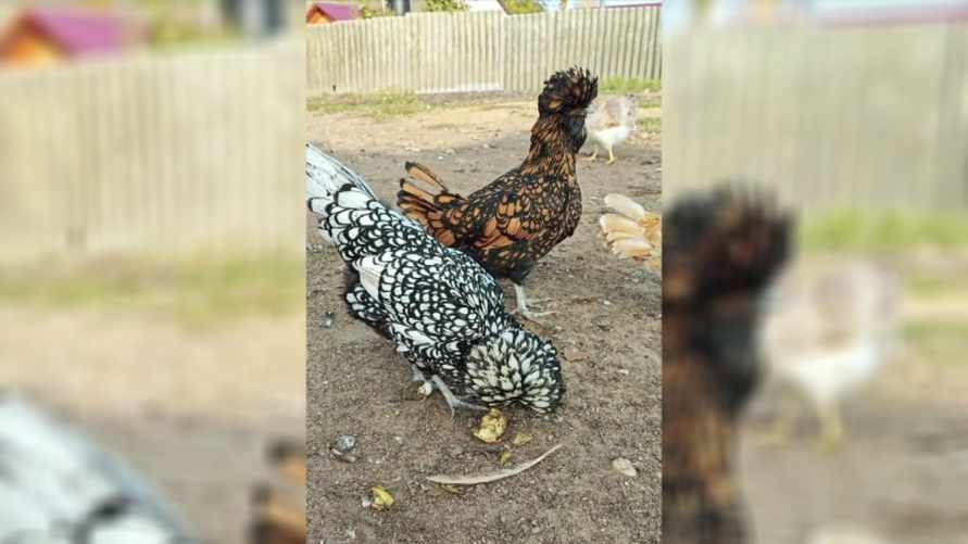 "Мне и яиц не надо" - Видео с 3 курицами покорило белорусов. Что за порода и сколько стоит?