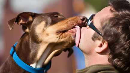 Учёные призвали «не целовать собак». Вот какими «зоонозными патогенами» можно заразиться