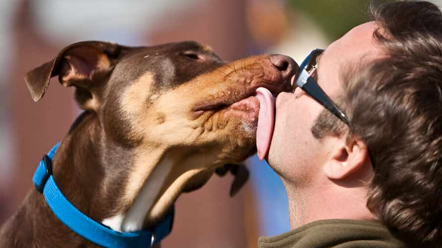 Учёные призвали "не целовать собак". Вот какими "зоонозными патогенами" можно заразиться