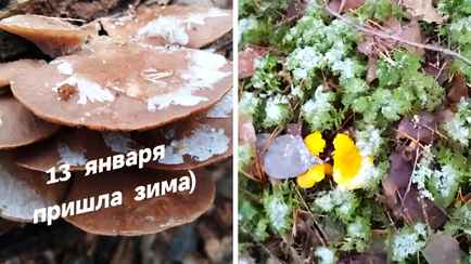 «Не верю и не обязан!» — Белорусы показали в TikTok январские лисички «на супчик»